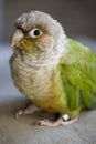 Cinnamon Green Cheek Conure Parrot