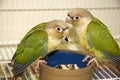 Cinnamon Green Cheek Conures Royalty Free Stock Photo