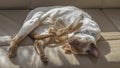 Cinnamon point siamese cat lying upside down in the sun Royalty Free Stock Photo