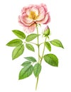 Cinnamon rose botanical illustration isolated on white background. Generative AI detailed watercolor illustration