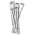 Cinnamon Seasoning Sticks, vector isolated black and white sketch illustration.