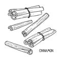 Cinnamon sketch set. Hand drawn vector spices cinnamon sticks. Medicinal, cosmetic, culinary plants. Doodle Outline