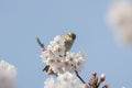 Cinnamon Sparrow on cherry tree blossoms.