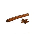 Cinnamon stick and star anise on a white background.