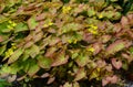 Cinnamon sticks are perennials belonging to the family barberry. The variegated cinnamon is a little-known perennial native to Asi