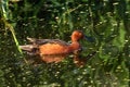 Cinnamon Teal drake with pretty eye in green Marsh wetland