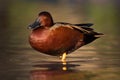 Cinnamon Teal Duck Catching Evening Sun