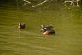 Cinnamon teal ducks on the lake. Oso Flaco Lake, California