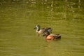 Cinnamon teal ducks on the lake. Oso Flaco Lake Natural Area, Oceano, CA