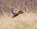 Cinnamon Teal in flight