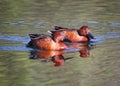 Cinnamon Teal Drakes