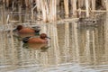 Cinnamon Teal