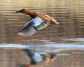 Cinnamon Teal Takes Flight