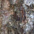 Cinnamon tree bark