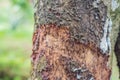 Cinnamon tree bark taken on plantation, Malaysia