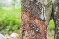 Cinnamon tree bark taken on plantation, Malaysia
