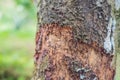 Cinnamon tree bark taken on plantation, Malaysia