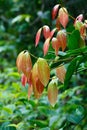 Cinnamon Tree with colored leaves Royalty Free Stock Photo