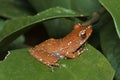 Cinnamon Tree Frog