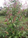 Cinnamon tree plant with green and reddish leaves