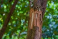 Cinnamon tree trunk with bark cut in the tropical forest, Zanzibar, Tanzania