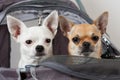 Cinnamon and white Chihuahua are sitting in comfortable pet str