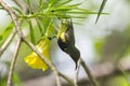 Cinnyris jugularis is on the tree Royalty Free Stock Photo