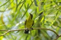 Cinnyris jugularis is on the tree Royalty Free Stock Photo