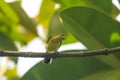 Cinnyris jugularis is on the tree Royalty Free Stock Photo