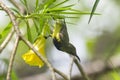 Cinnyris jugularis is on the tree Royalty Free Stock Photo