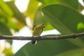 Cinnyris jugularis is on the tree Royalty Free Stock Photo