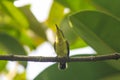 Cinnyris jugularis is on the tree Royalty Free Stock Photo