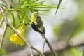 Cinnyris jugularis is on the tree Royalty Free Stock Photo