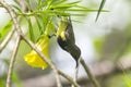 Cinnyris jugularis is on the tree Royalty Free Stock Photo