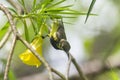 Cinnyris jugularis is on the tree Royalty Free Stock Photo