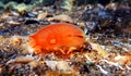 Underwater scene of vase sea squirt - Ciona intestinalis Royalty Free Stock Photo