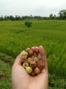 ciplukan is a fruit that I often ate as a child, tastes sweet, slightly sour and usually grows wild in rice fields/gardens