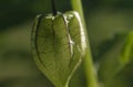 ciplukan fruit photo, macro photo