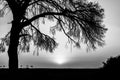 Silhouette of a bare tree during sunrise on the beach with enpty sky for text, copy space at Cirali in Antalya province, Turkey