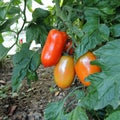 Cirano, Italian tomatoes Royalty Free Stock Photo
