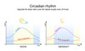 Circadian rhythm. Body temperature, cortisol and melatonin