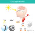 Circadian Rhythm. Diagram human body.