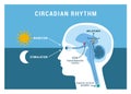 The circadian rhythm and sleep-wake cycle Royalty Free Stock Photo
