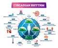 Circadian rhythm vector illustration. Labeled educational day cycle scheme.