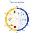 Circadian rhythms. human biological clock and daily activities Royalty Free Stock Photo
