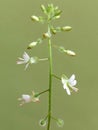 Circaea lutetiana