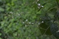 Circaea lutetiana - wild plant. Plant blooming in summer