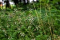 Circaea lutetiana - wild plant. Plant blooming in summer