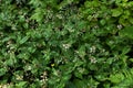 Circaea lutetiana - wild plant. Plant blooming in summer