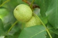 Green unripe Circassian walnut or Juglans regia Royalty Free Stock Photo